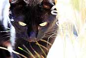 Zwarte kat met roos / huidschilfers