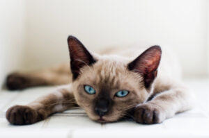 Pancreatitis en triaditis bij katten: Relaxte kat ligt met de poten naar voren
