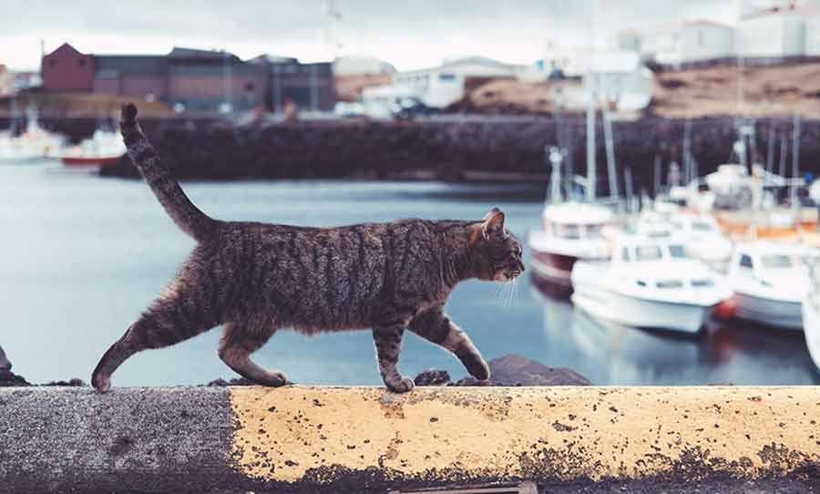 Kat loopt over muur langs haven