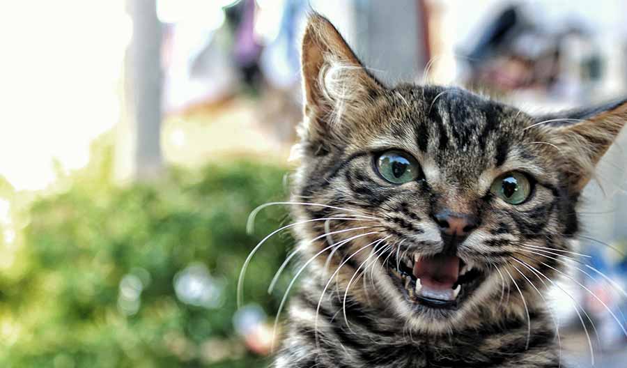 Kat met slechte adem - tabby