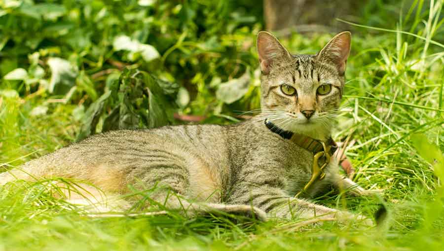 Kat in het gras