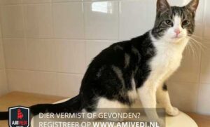 Vermiste en gevonden katten