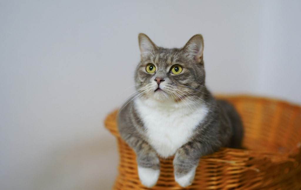 Kat in een rieten mandje