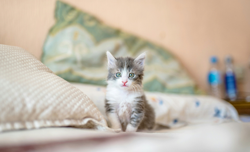 Grijs-witte tabby kitten op bed