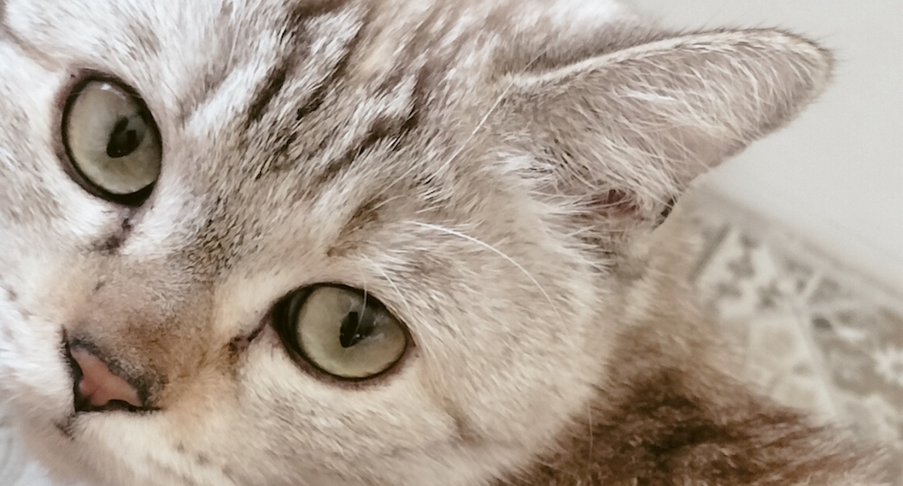 Kat Cookie en overal haren column