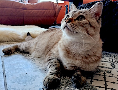 Kat Cookie En Krassen Op De Perfectie