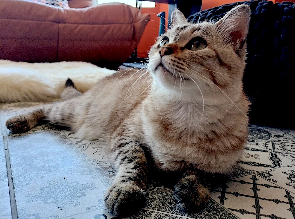 Kat Cookie ligt relaxed rond te kijken