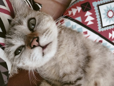 Cookie de kat ligt relaxt