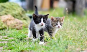 Twee kittens lopen op het gras